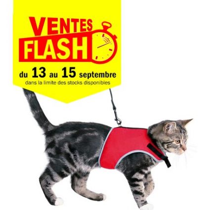 chat tarbes