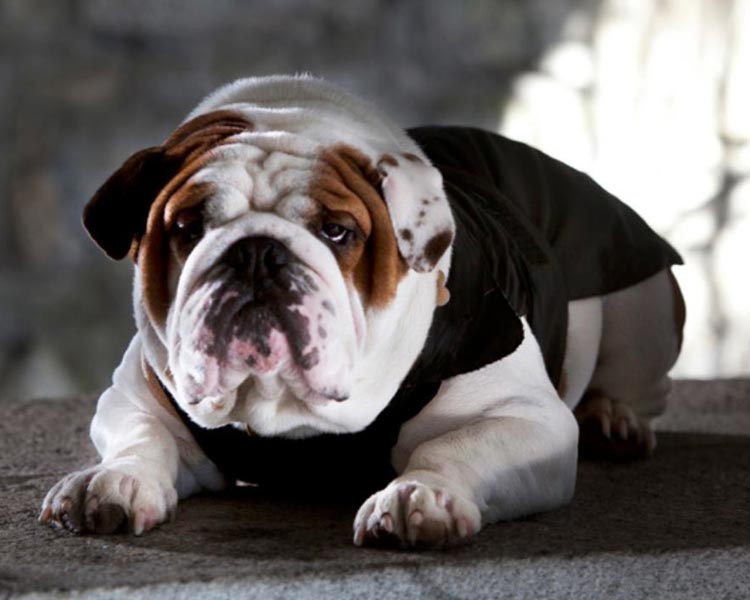 manteau bulldog anglais