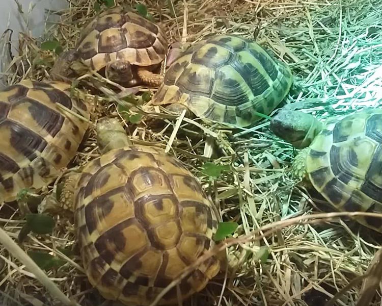 tortues terrestres procanis votre animalerie a nancy pulnoy