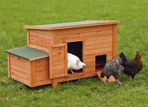 poules - Procanis  Votre animalerie à Nancy Pulnoy