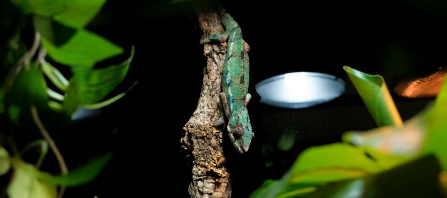 Caméleon panthère reptile Procanis animalerie Nancy Essey-les-nancy