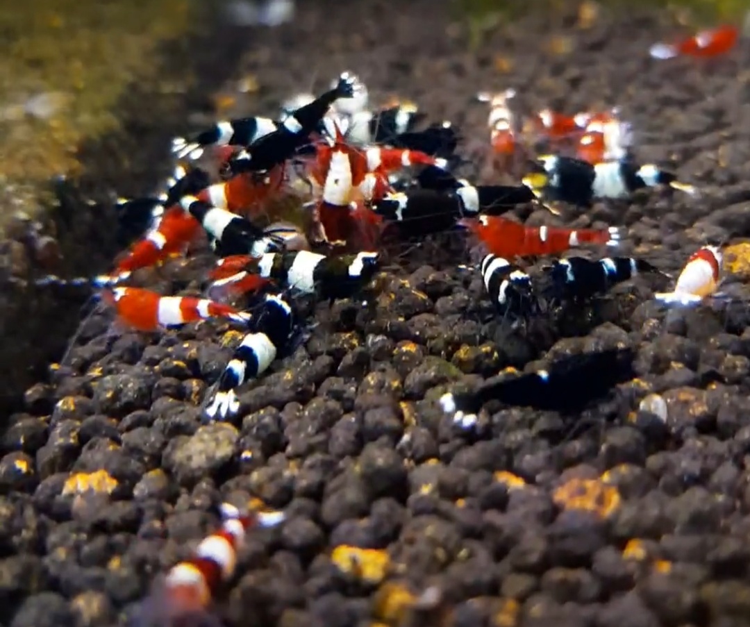 aquarium de crevettes
