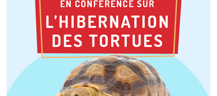 Conférence hibernation des tortues
