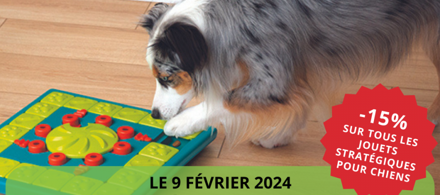 Le 9 février 2024, éveillez l'intelligence canine avec Steve Collet : Démo sur les jouets stratégiques