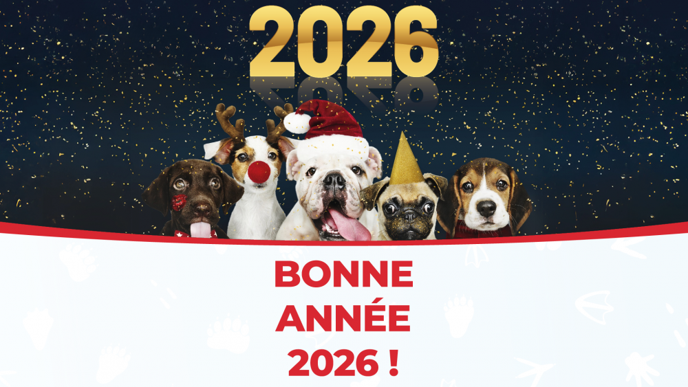 Nouvelle année