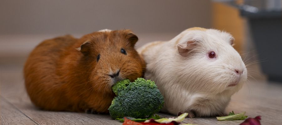 Conseils alimentaires rongeurs